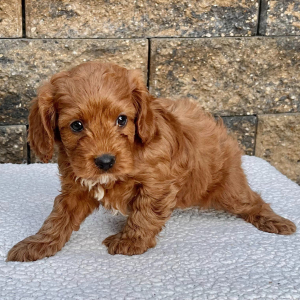 Cavapoo Puppy Miss Kate