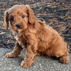 Cavapoo Puppy Miss Kate