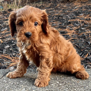Cavapoo Puppy Miss Kate