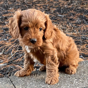 Cavapoo Puppy Miss Kate