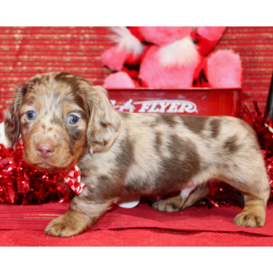 Dachshund Puppy Ivan