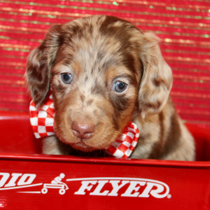 Dachshund Puppy Ivan