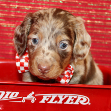 Dachshund Puppy Ivan