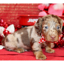 Dachshund Puppy Ivan