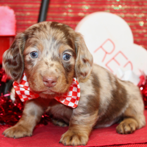 Dachshund Puppy Ivan
