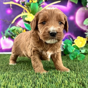 Goldendoodle Puppy Carson