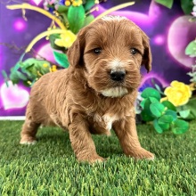 Goldendoodle Puppy Carson