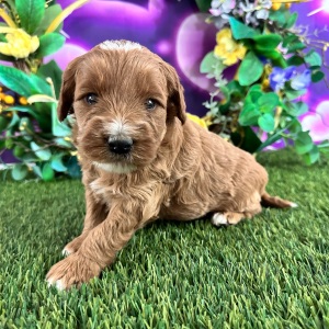 Goldendoodle Puppy Carson