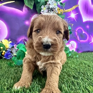 Goldendoodle Puppy Carson