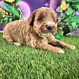 Goldendoodle Puppy Carson