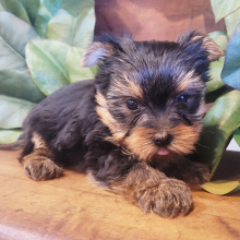 Yorkshire Terrier Puppy Gordo