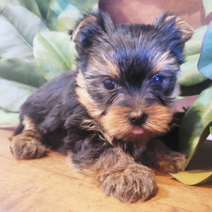 Yorkshire Terrier Puppy Gordo