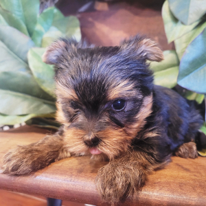 Yorkshire Terrier Puppy Gordo