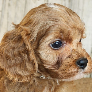 Cavapoo Puppy Grant