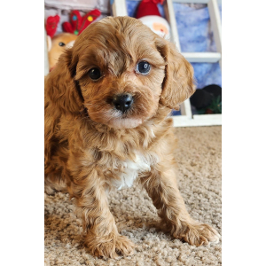 Cavapoo Puppy Grant