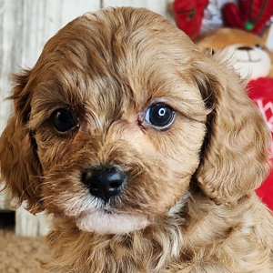 Cavapoo Puppy Grant