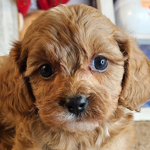 Cavapoo Puppy Grant