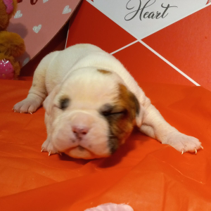 American Bulldog Puppy Parker