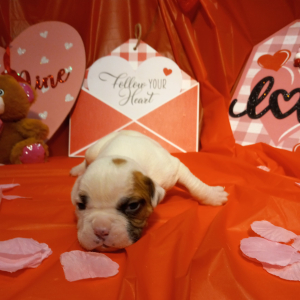 American Bulldog Puppy Parker