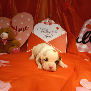 American Bulldog Puppy Parker
