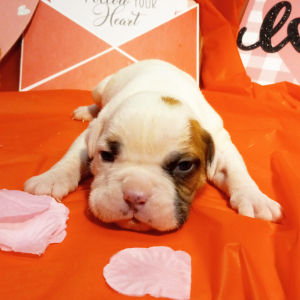 American Bulldog Puppy Parker
