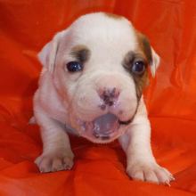 American Bulldog Puppy Parker