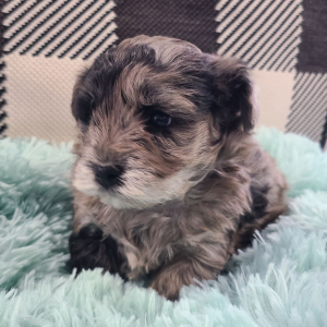 Yorkiepoo Puppy Ariana