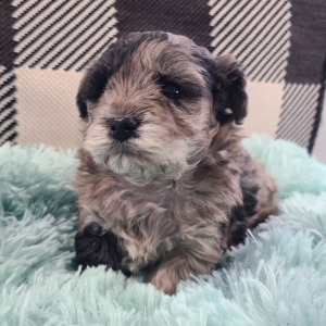 Yorkiepoo Puppy Ariana