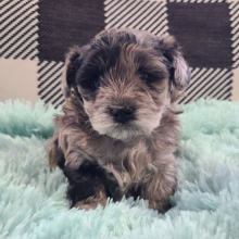 Yorkiepoo Puppy Ariana