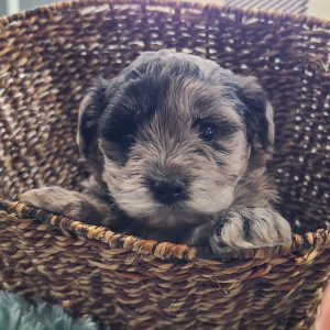 Yorkiepoo Puppy Ariana