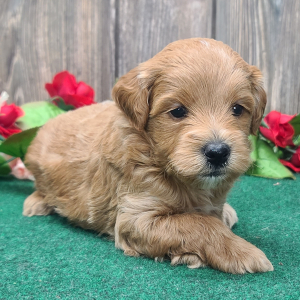 Goldendoodle Puppy Bear