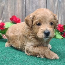 Goldendoodle Puppy Bear
