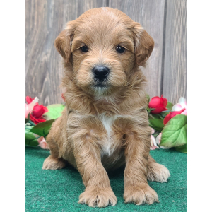 Goldendoodle Puppy Bear