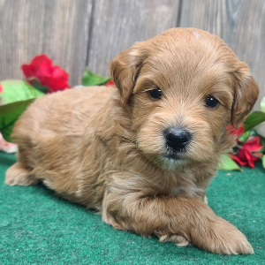 Goldendoodle Puppy Bear