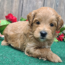 Goldendoodle Puppy Bear