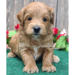 Goldendoodle Puppy Bear