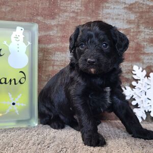 Aussiedoodle Puppy Cherub