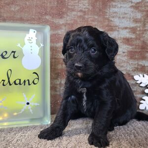 Aussiedoodle Puppy Cherub