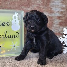 Aussiedoodle Puppy Cherub