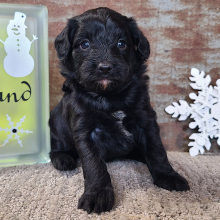 Aussiedoodle Puppy Cherub