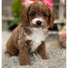 Cavapoo Puppy Audi