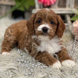 Cavapoo Puppy Audi