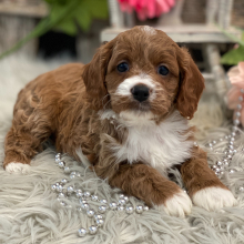 Cavapoo Puppy Audi