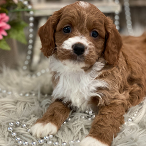 Cavapoo Puppy Audi