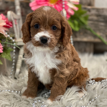 Cavapoo Puppy Audi