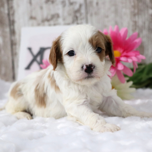 Cavapoo Puppy Benji