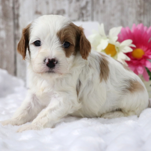 Cavapoo Puppy Benji