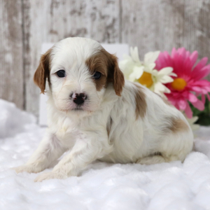 Cavapoo Puppy Benji