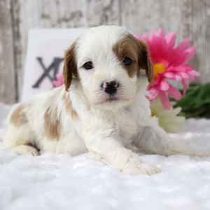 Cavapoo Puppy Benji