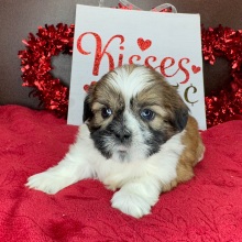 Shih Tzu Puppy Joey